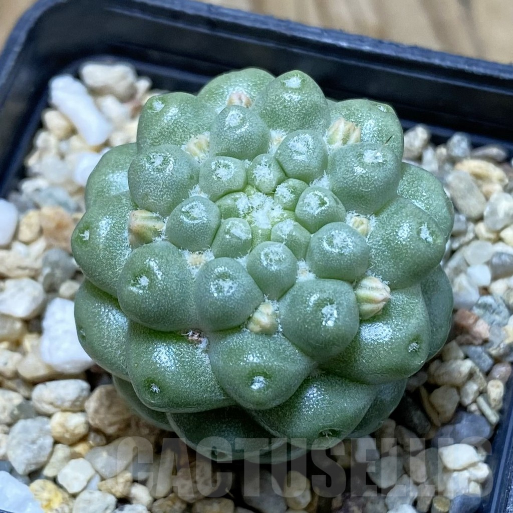 SH7062 Mammillaria schumannii f. monstrosa