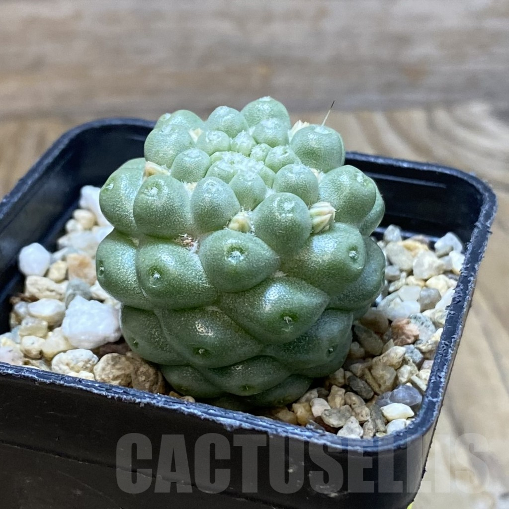 SH7062 Mammillaria schumannii f. monstrosa - Obrázek 2