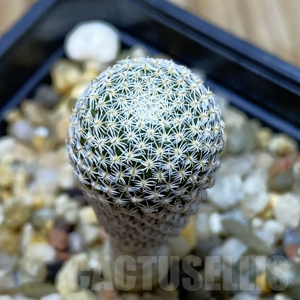 SH7063 Pelecyphora strobiliformis