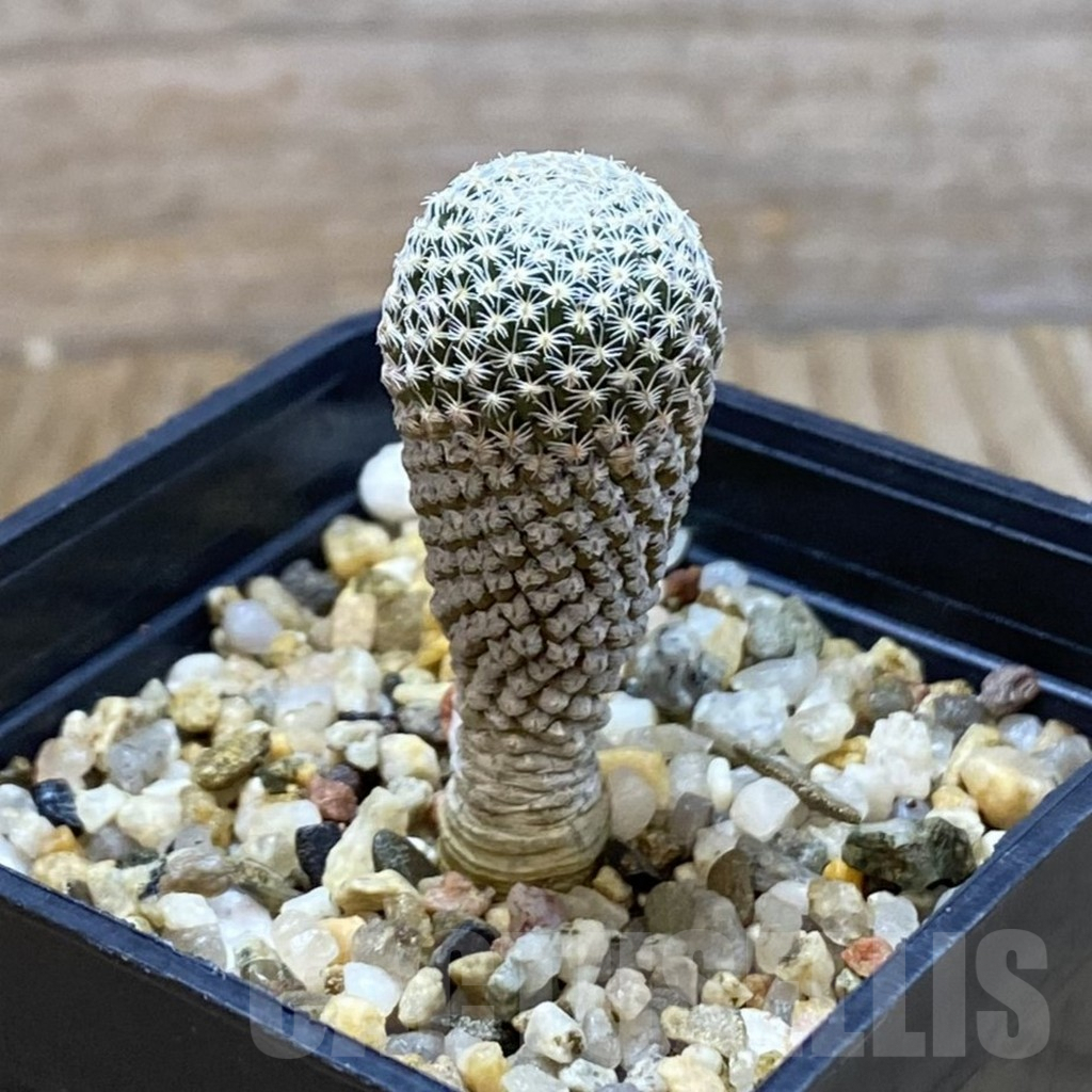 SH7063 Pelecyphora strobiliformis - Image 2