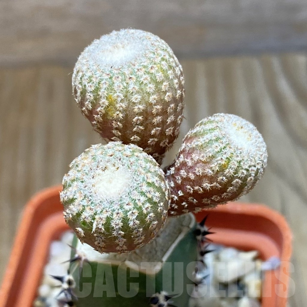 SH7065 Yavia cryptocarpa, grafted