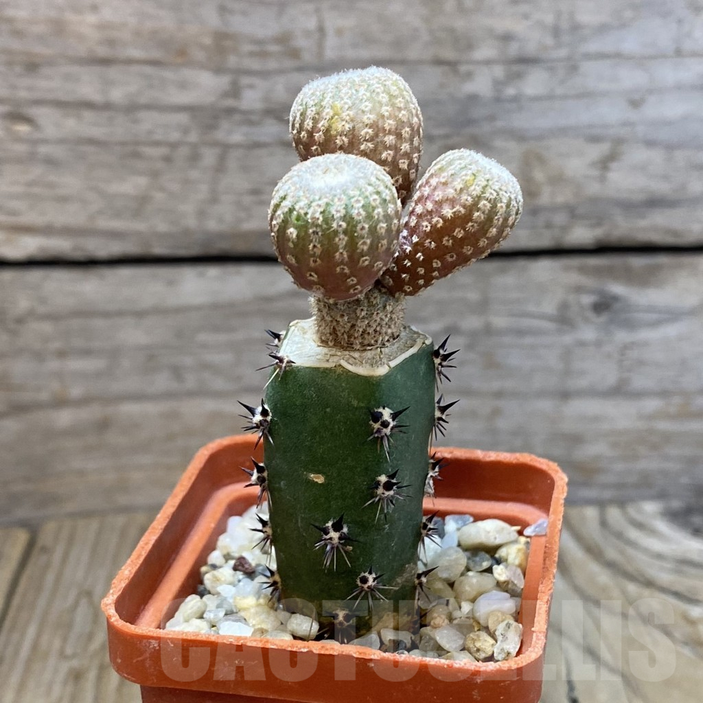 SH7065 Yavia cryptocarpa, grafted - Image 2