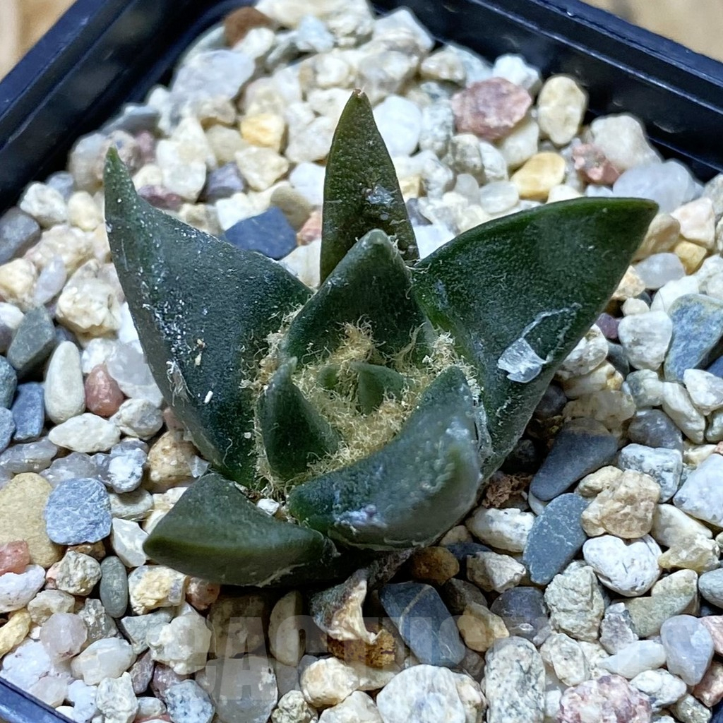 SH7051 Ariocarpus trigonus v. horacekii -Jaumah-