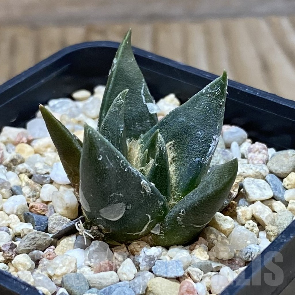 SH7051 Ariocarpus trigonus v. horacekii -Jaumah- – Bild 2