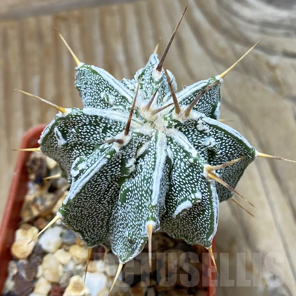 SH7069 Astrophytum ornatum ‘Fukuryu’