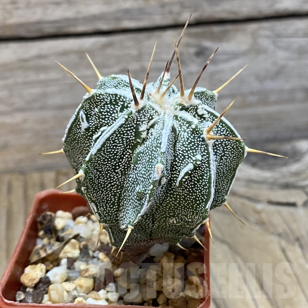 SH7069 Astrophytum ornatum ‘Fukuryu’ - Image 2