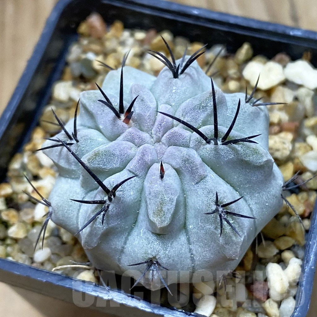 SH7073 Neochilenia paucicostata ‘Blue Form’