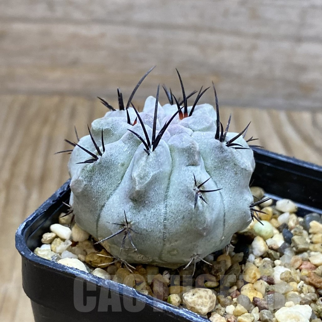 SH7073 Neochilenia paucicostata ‘Blue Form’ - Image 2