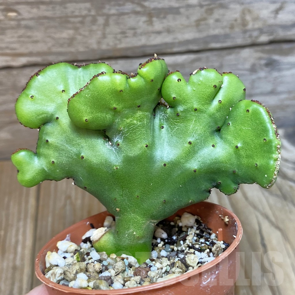 SH7074 Euphorbia leucodendron f. criatata