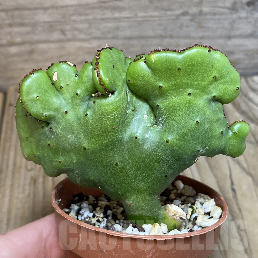 SH7074 Euphorbia leucodendron f. criatata – Bild 2