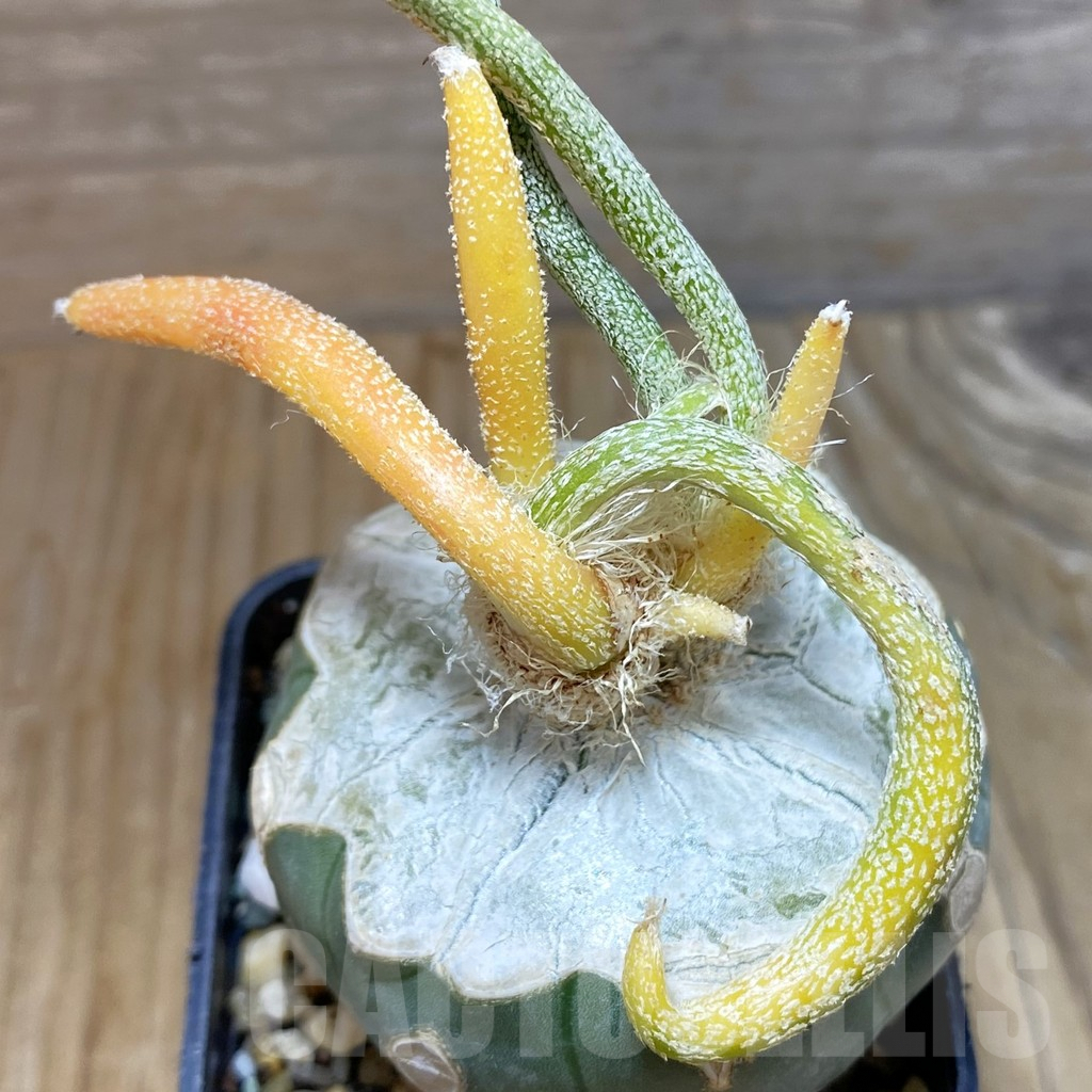 SH7078 Astrophytum caput-medusae f. variegata, grafted