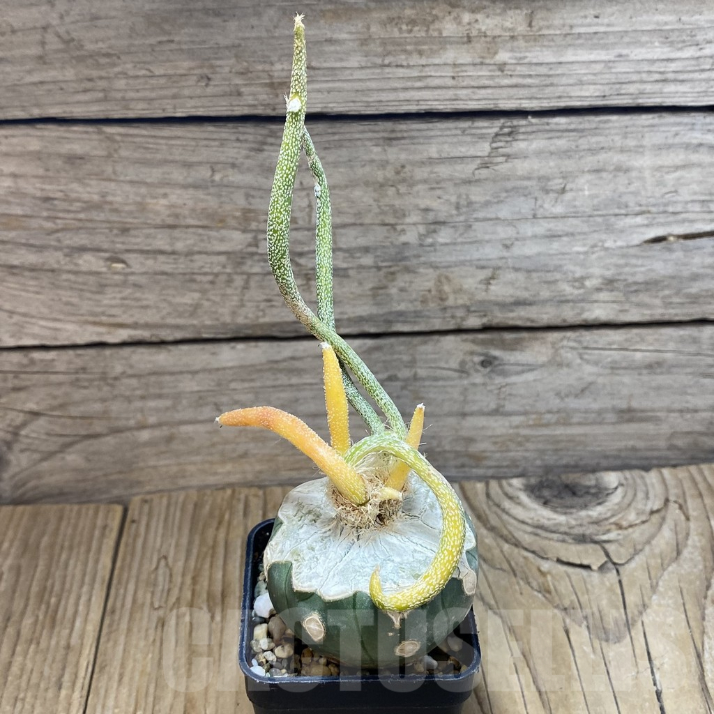 SH7078 Astrophytum caput-medusae f. variegata, grafted - Image 2