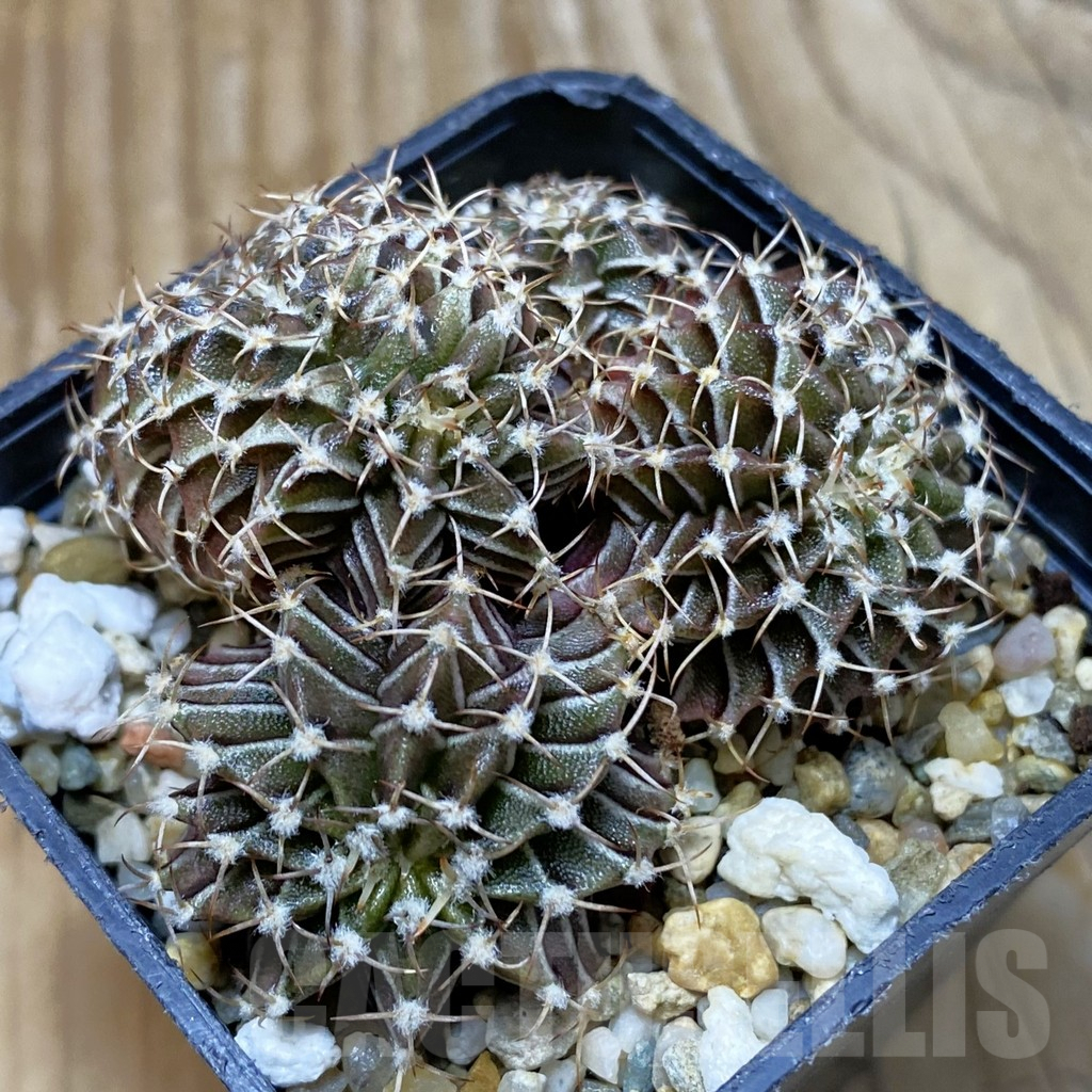 SH7079 Gymnocalycium mihanovichii f. cristata