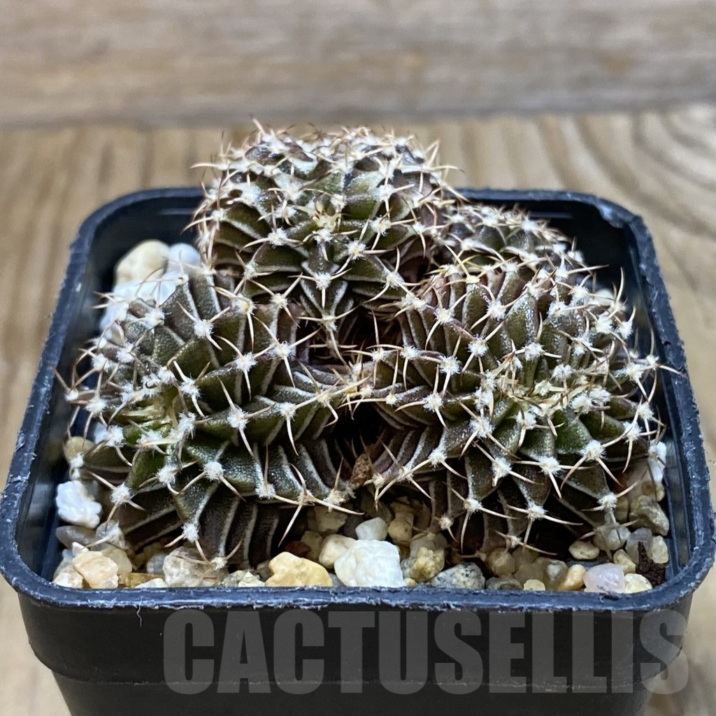SH7079 Gymnocalycium mihanovichii f. cristata - Image 2