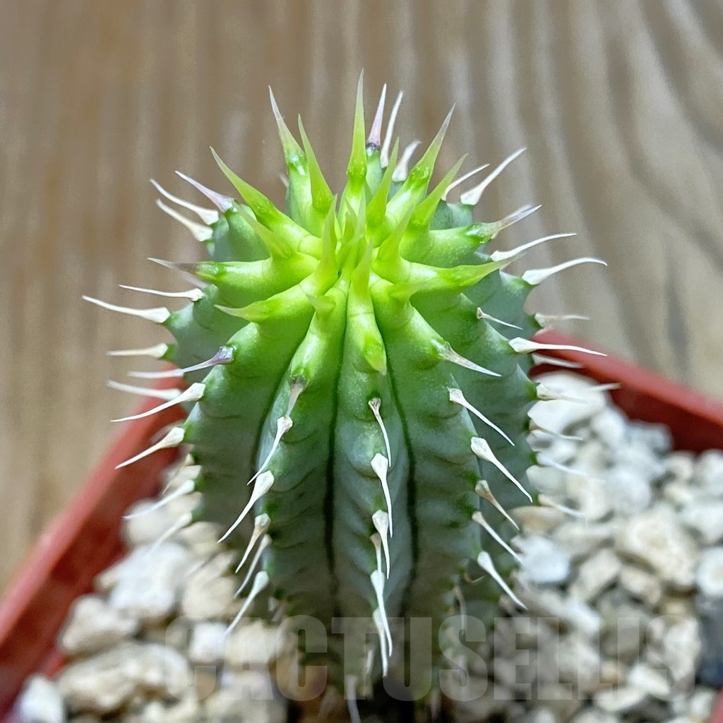 SH7080 Hoodia gordonii