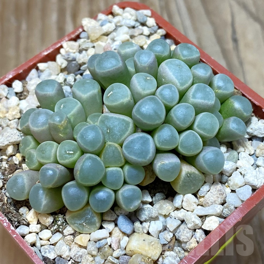 SH7081 Fenestraria rhopalophylla 'Fireworth', orange flower