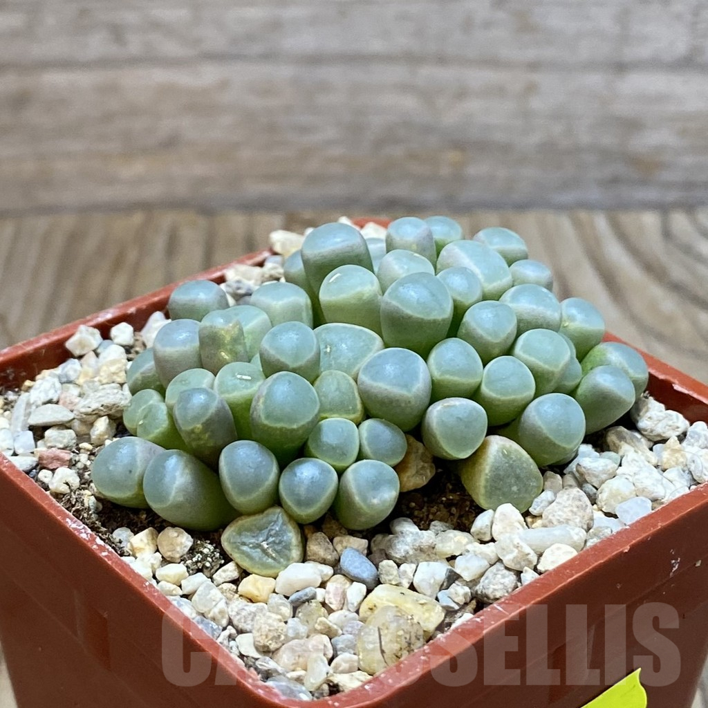 SH7081 Fenestraria rhopalophylla 'Fireworth', orange flower - Image 2