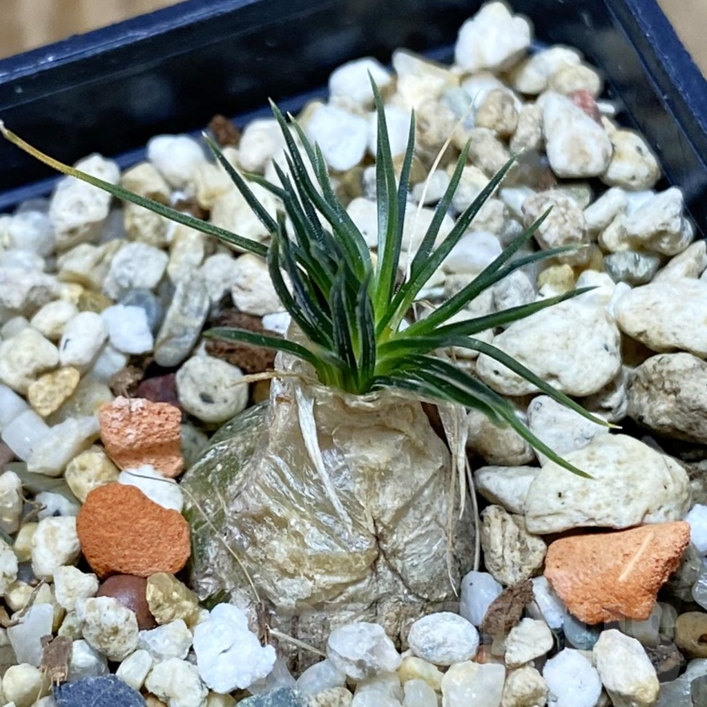 SH7082 Ornithogalum sardienii mini form