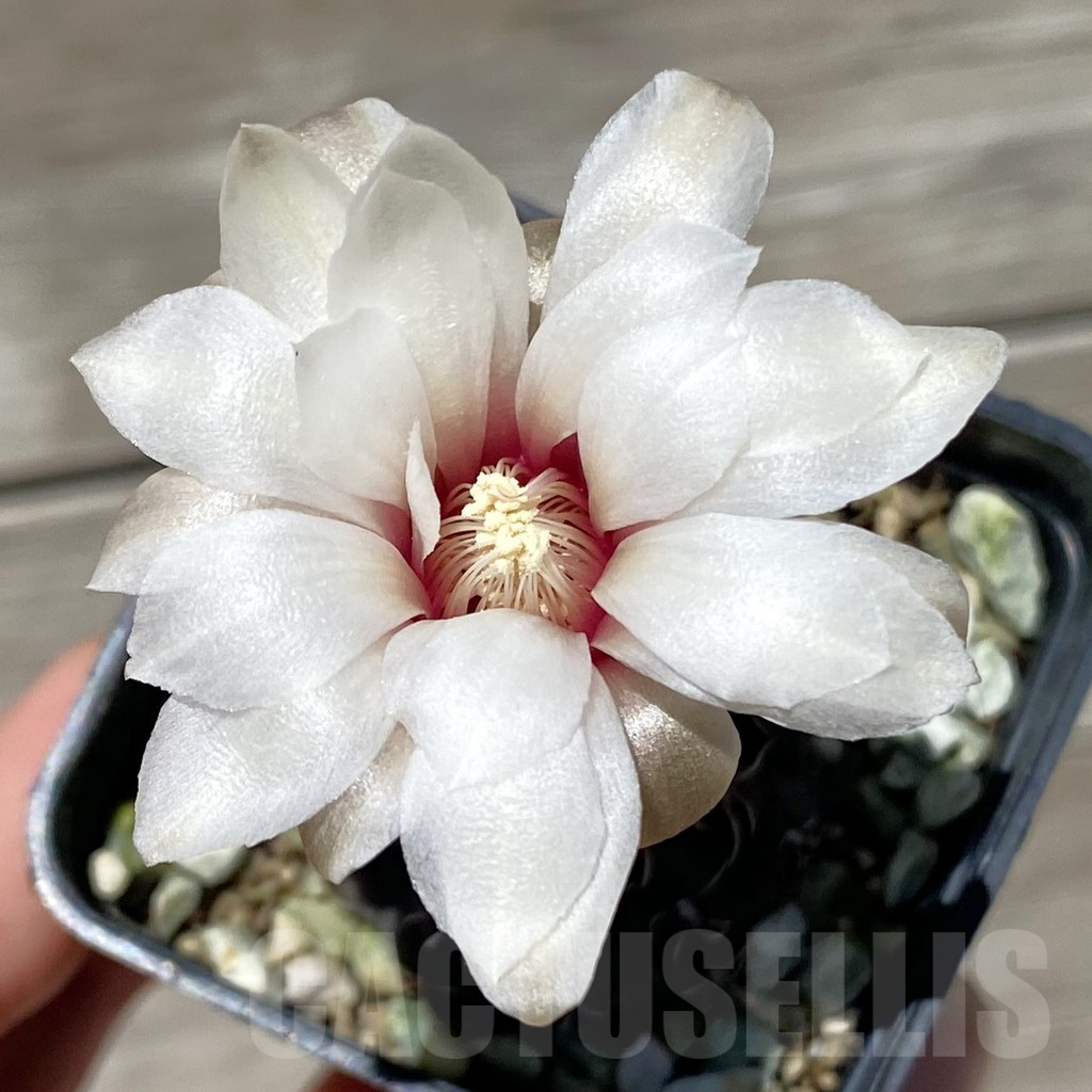 SH7118 Gymnocalycium stellatum VG 283