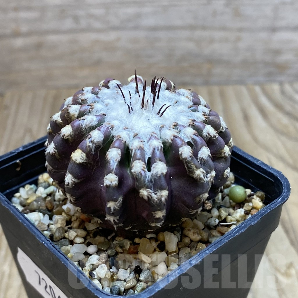 SH7206 Discocactus horstii - immagine 2