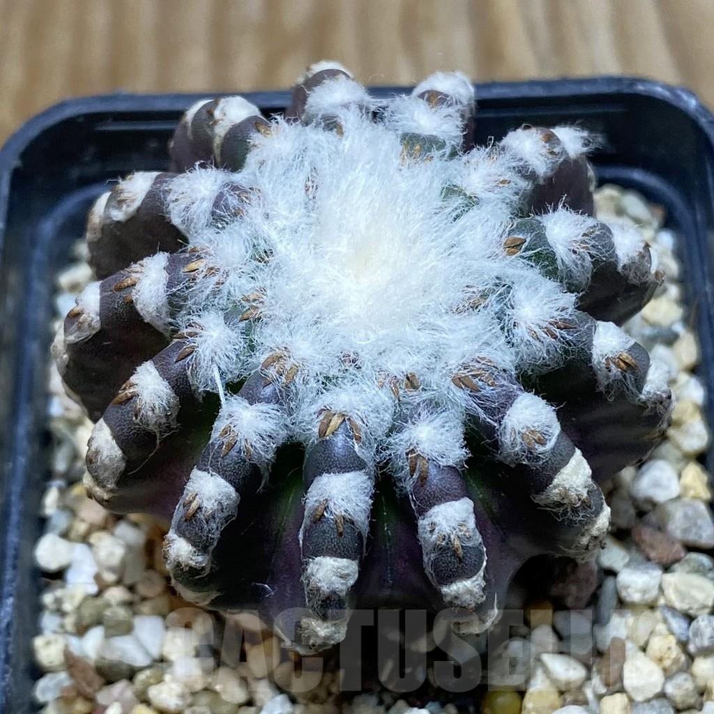 SH7207 Discocactus horstii,
