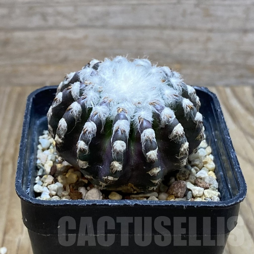 SH7207 Discocactus horstii, - Imagen 2