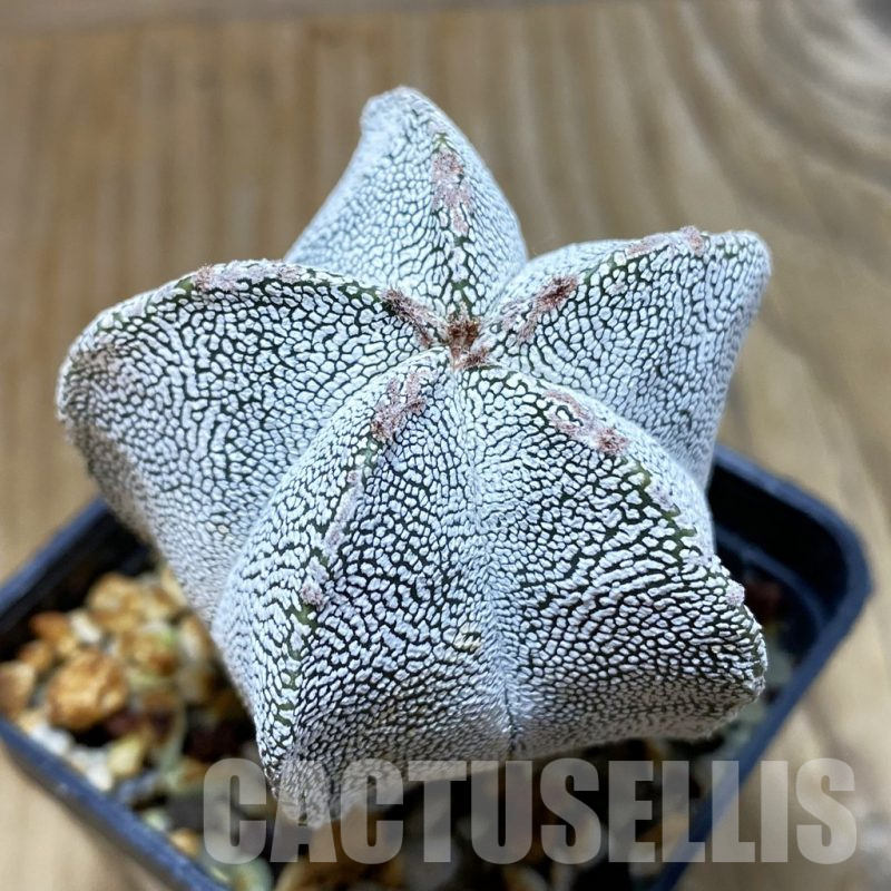 SH7218 Astrophytum myriostigma 'Onzuka'