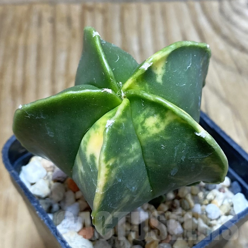 SH7219 Astrophytum myriostigma f. variegata