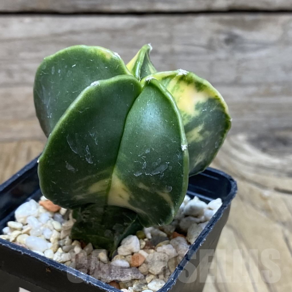 SH7219 Astrophytum myriostigma f. variegata – Image 2