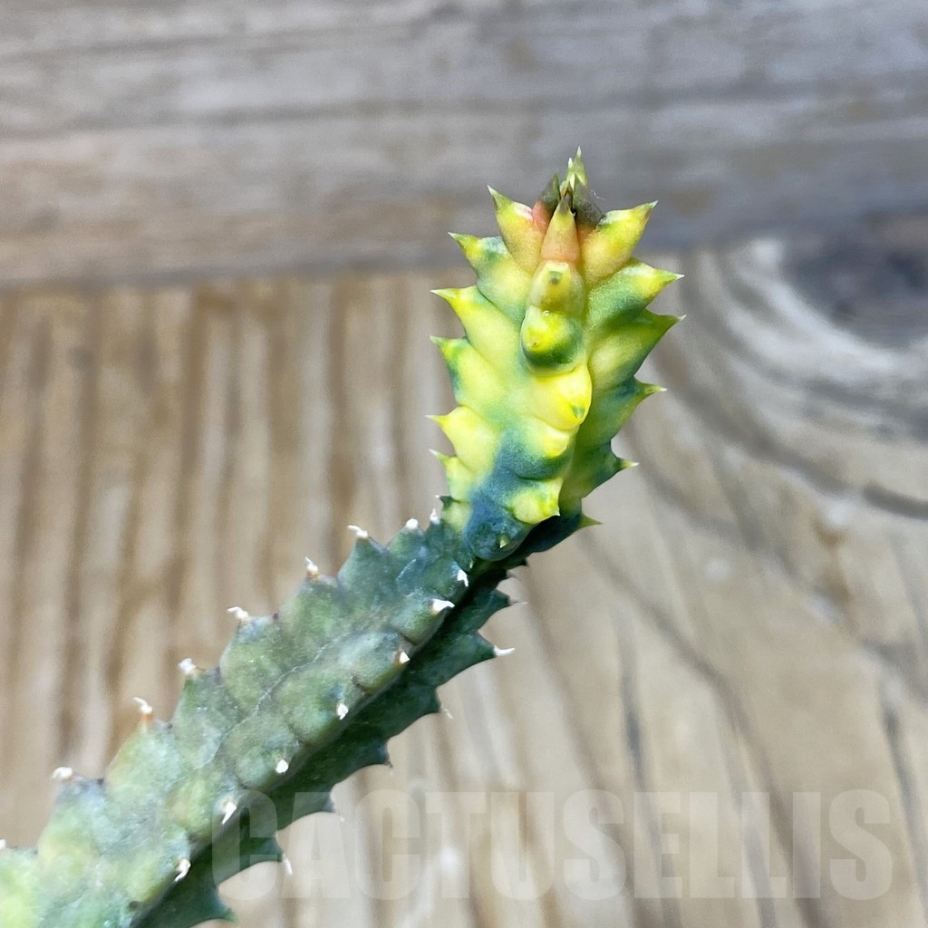 SH7220 Huernia zebrina f. variegata - Image 2