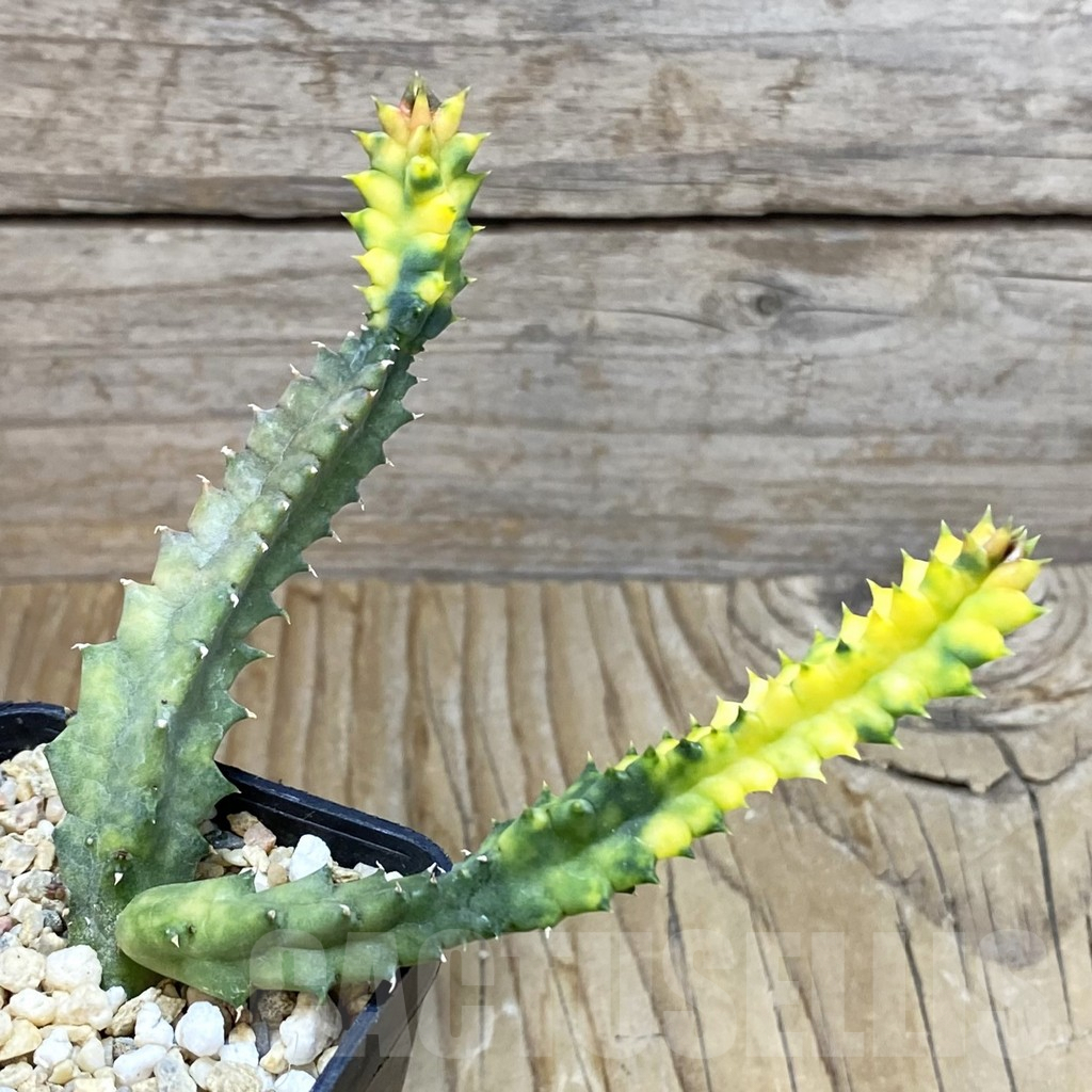 SH7220 Huernia zebrina f. variegata