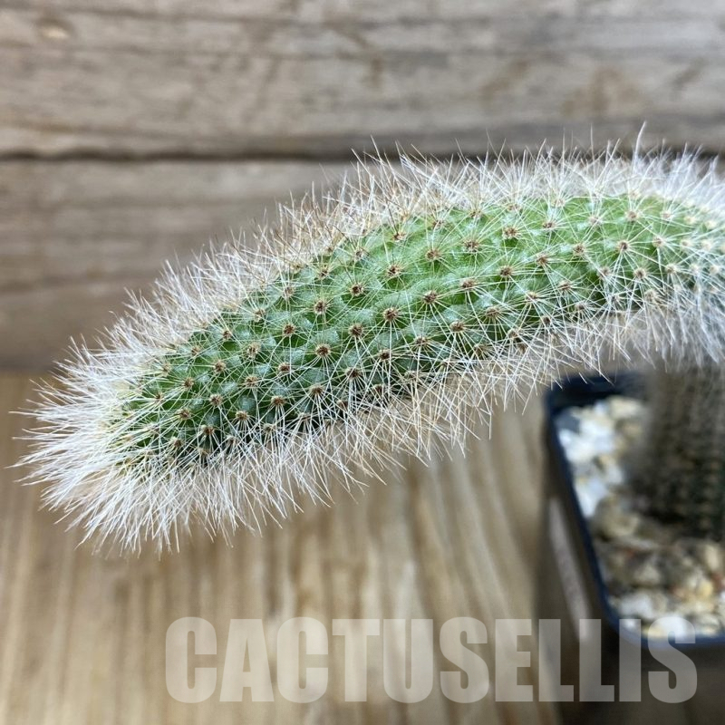 SH7222 Winterocereus colademononis