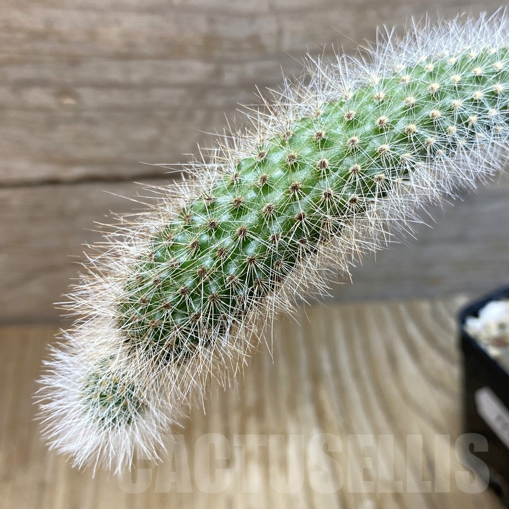 SH7223 Winterocereus colademononis