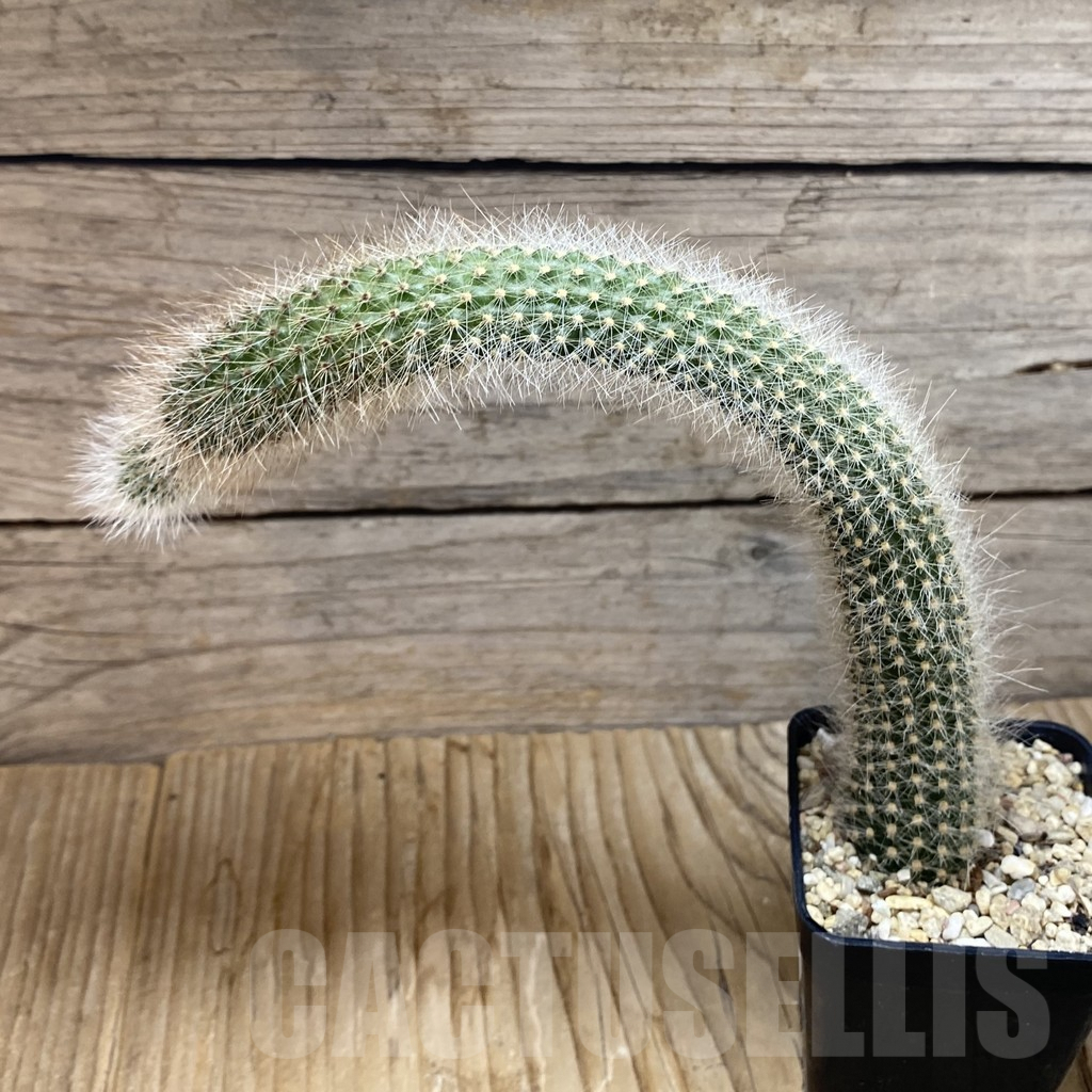 SH7223 Winterocereus colademononis - Imagen 2