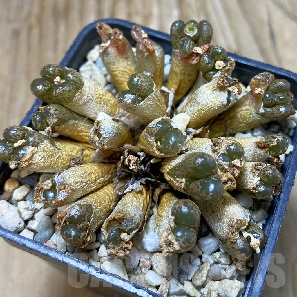 Semi Cactus Esotici Semi Di Conophytum Cubicum, Piante Grasse Rare Tipo Pietre Vive – 15 Semi Esotici Collezione Piante Succulente - Foto 2