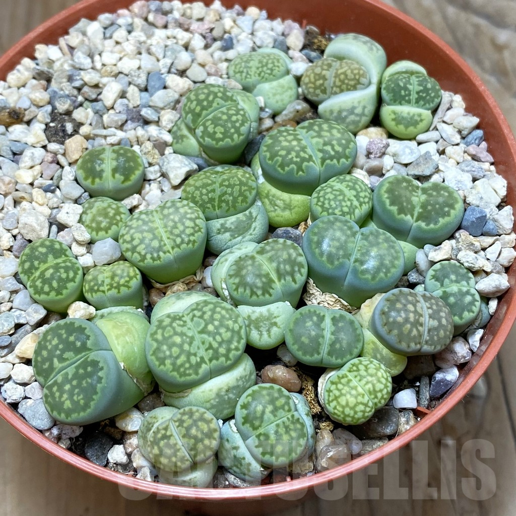 SH7225 Lithops julii 'Fuller Green'