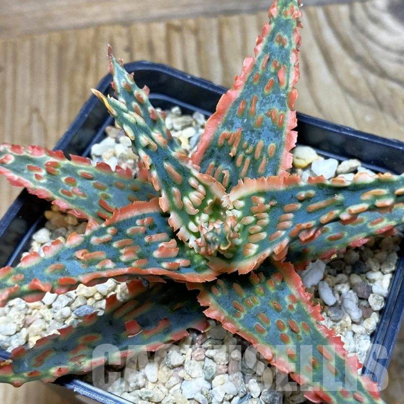 SH7227 Aloe TCT hybrid