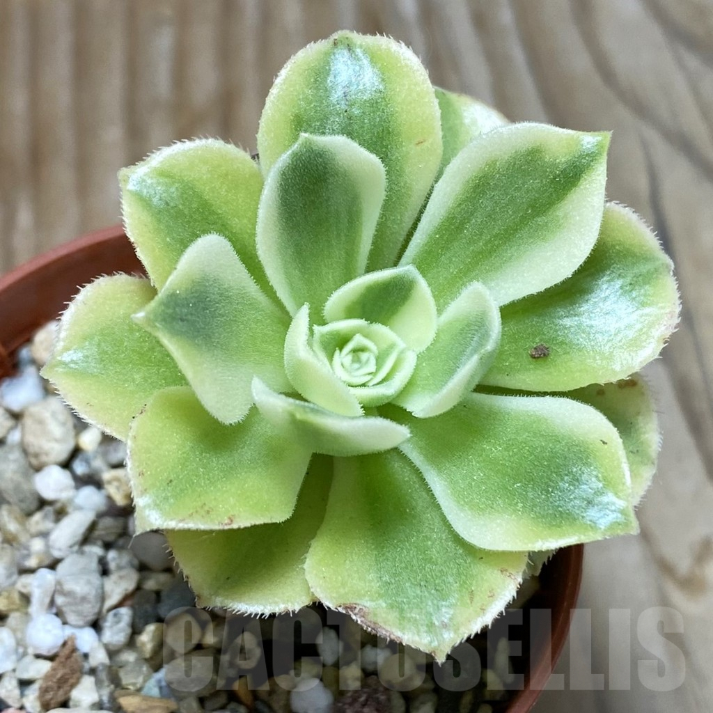 SH7229 Aeonium arboreum f. variegata