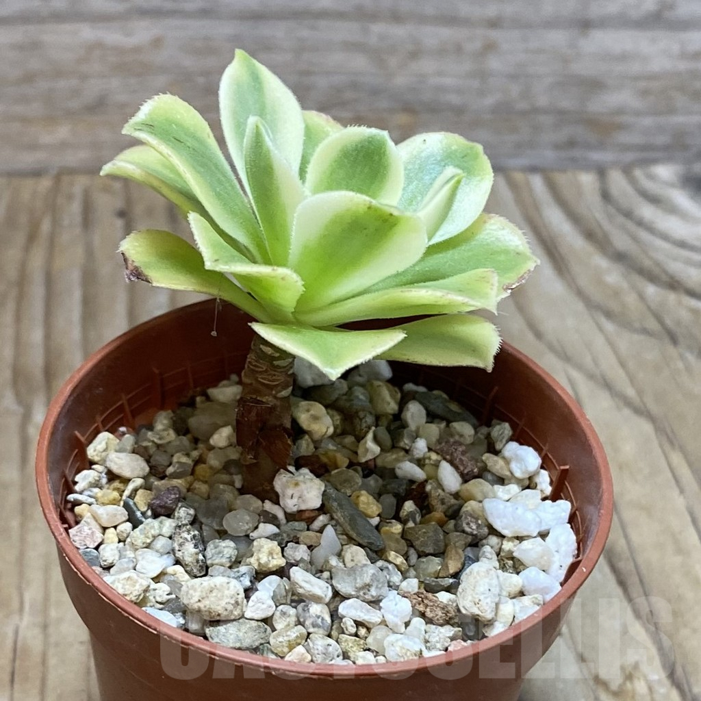 SH7229 Aeonium arboreum f. variegata - Image 2