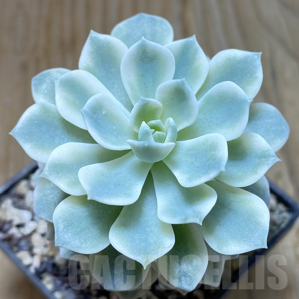 SH7230 Echeveria desmetiana f. variegata