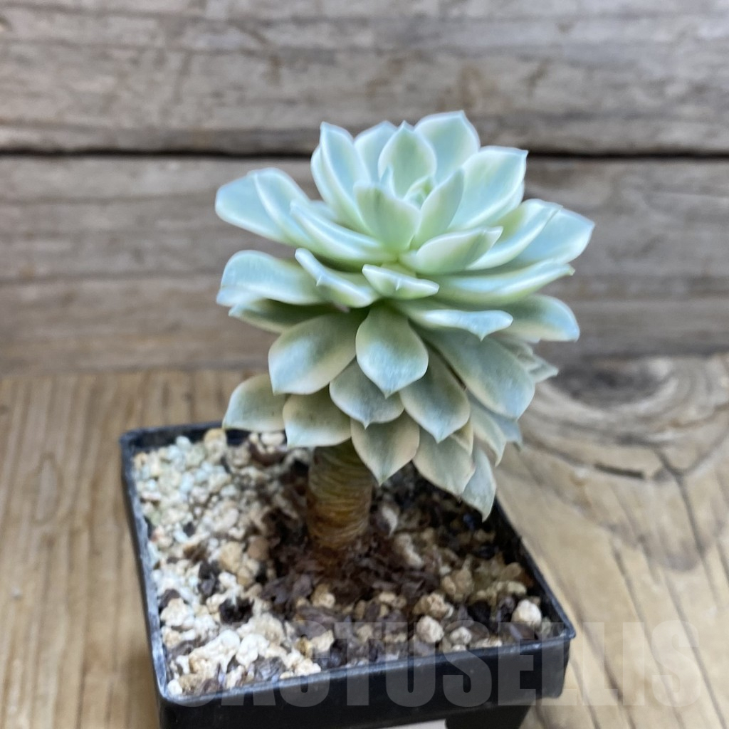 SH7230 Echeveria desmetiana f. variegata - immagine 2