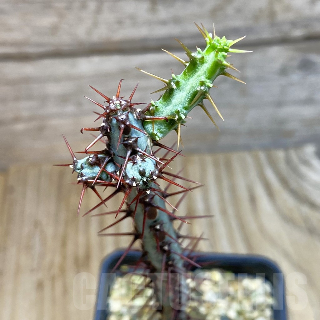 SH7231 Euphorbia aeruginosa