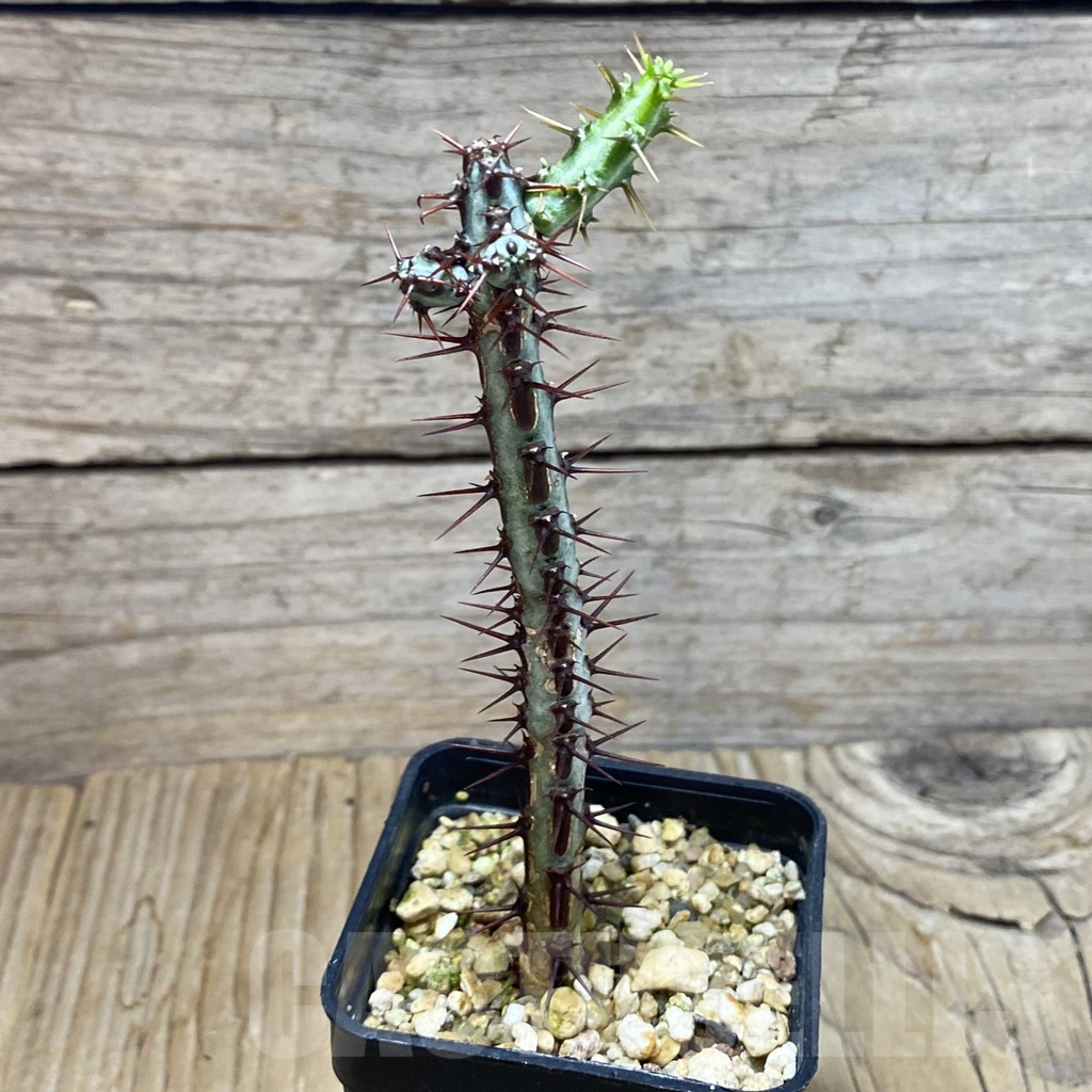 SH7231 Euphorbia aeruginosa - Image 2