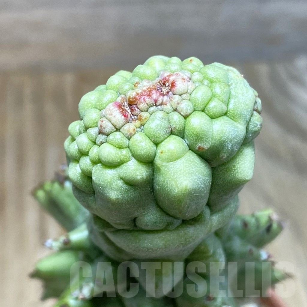 SH7233 Euphorbia horrida f. monstruosa