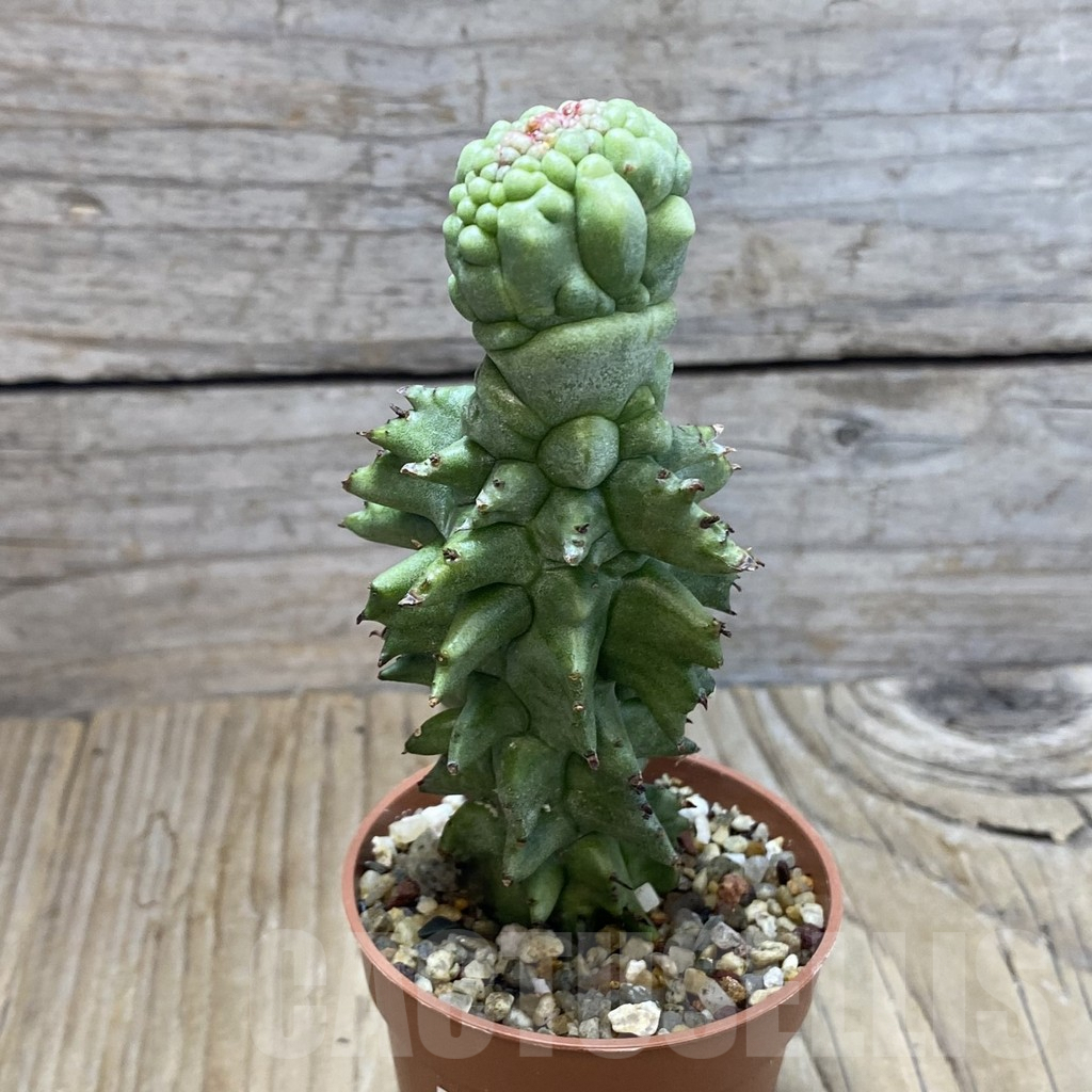 SH7233 Euphorbia horrida f. monstruosa - Image 2