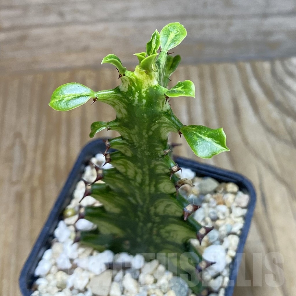 SH7234 Euphorbia trigona f. variegata - Image 2