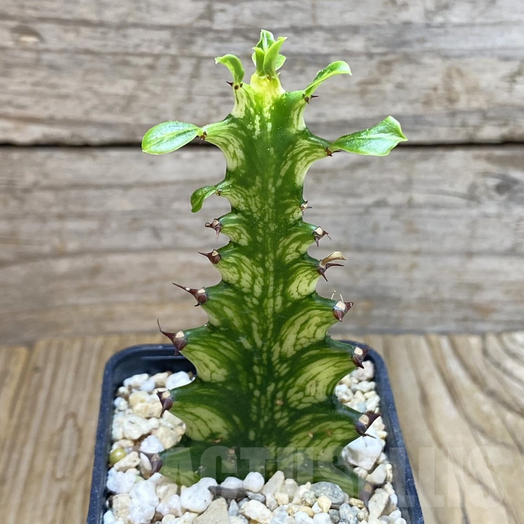 SH7234 Euphorbia trigona f. variegata - Image 3