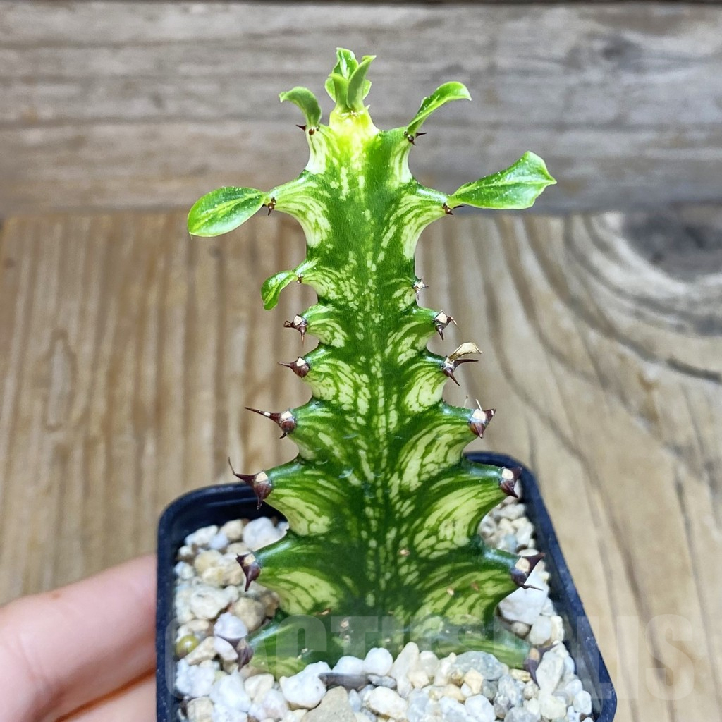 SH7234 Euphorbia trigona f. variegata