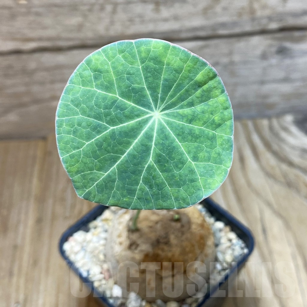 SH7235 Stephania erecta