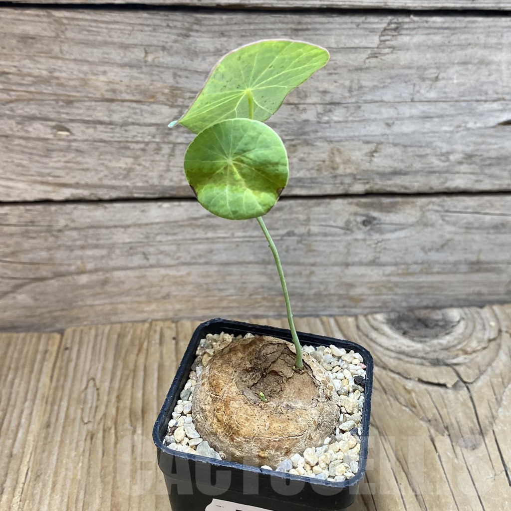 SH7235 Stephania erecta - Image 2